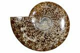 Polished Fossil Ammonite (Cleoniceras) - Madagascar #349170-1